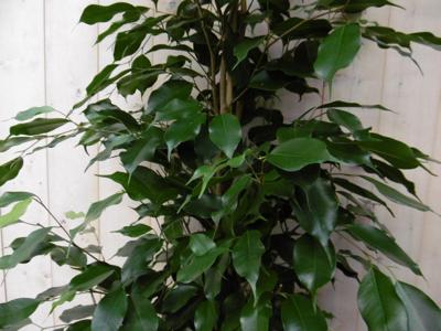 Ficus Benjamina Donkergroen 160 cm kamerplant Treurvijg Warentuin Natuurlijk - Warentuin natuurlijk