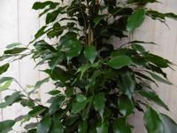 Ficus Benjamina Donkergroen 160 cm kamerplant Treurvijg Warentuin Natuurlijk - Warentuin natuurlijk - thumbnail