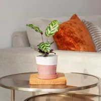 Mini Calathea Makoyana - Schaduwplant - P6 - thumbnail