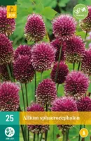 Bloembollen Allium Sphaerocephalon 25st - thumbnail