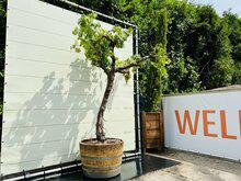 Druivenboom op oude stam - In half wijnvat