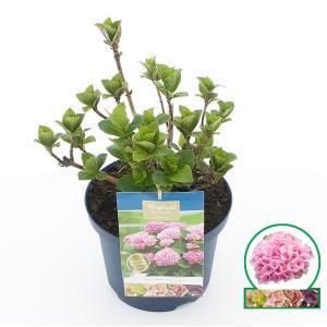 Hydrangea Macrophylla "Magical Revolution Roze"® boerenhortensia - 30-40 cm - 1 stuks