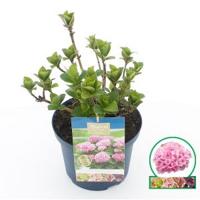 Hydrangea Macrophylla "Magical Revolution Roze"® boerenhortensia - 30-40 cm - 1 stuks - thumbnail