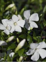 Maagdenpalm - thumbnail