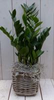 Zamioculcas in mandje 55 cm Warentuin Natuurlijk - Warentuin natuurlijk - thumbnail