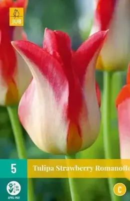 Tulipa strawberry romanoff JUB, 5 bollen - Jub