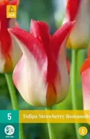 Tulipa strawberry romanoff JUB, 5 bollen - Jub - thumbnail