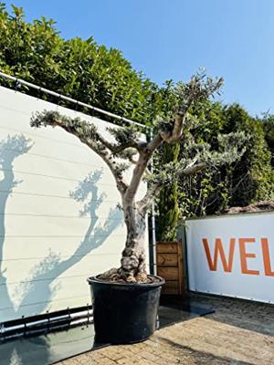 Olijfboom Pon Pon - Olea Europaea