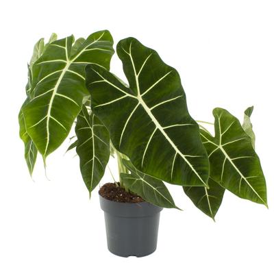 Alocasia Frydek - P21 Alocasia Frydek - P21