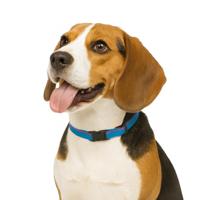 Jack and Vanilla Hondenhalsband - Nylon - Kliksluiting - Blauw - 47 cm - thumbnail