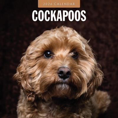 Cockapoos Kalender 2026