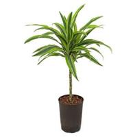 Dracaena lemon lime sullana hydrocultuur plant - thumbnail