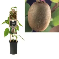 Klimplant Actinidiadeliciosa Jenny - Zelfbestuivende Kiwi - thumbnail