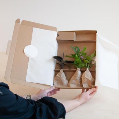 Stekjesbox - 3 stuks Stekjesbox - 3 stuks