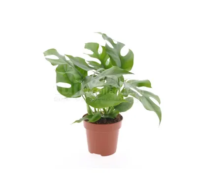 Eden Collection - Monstera Minima 30cm Eden Collection - Monstera Minima 30cm