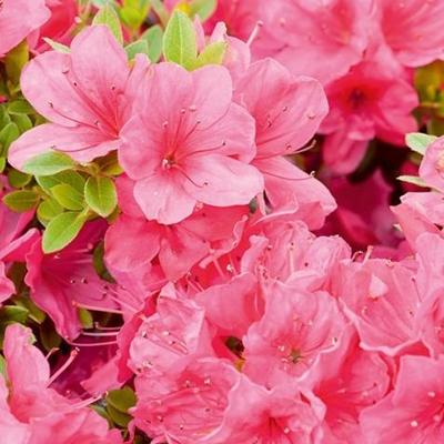 Japanse Azalea