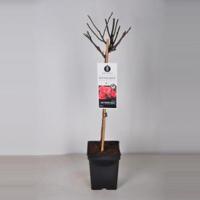 Rozen Manderin op stam - 3 stuks - thumbnail