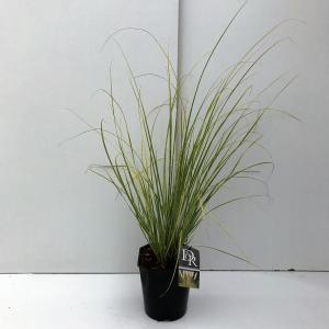 Dwergpampasgras (Cortaderia selloana "Mini Gold Pampas") - In 5 liter pot - 1 stuks
