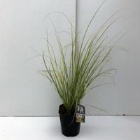 Dwergpampasgras (Cortaderia selloana "Mini Gold Pampas") - In 5 liter pot - 1 stuks - thumbnail