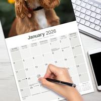 Engelse Cocker Spaniel Kalender 2026 - thumbnail