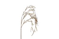 Countryfield kunsttak alnus 132cm geel - thumbnail