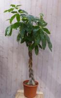 Geldboom Pachira Aquatica potmaat 26 cm H140-160 cm kamerplant Warentuin Natuurlijk - Warentuin natuurlijk - thumbnail