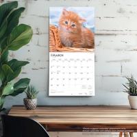Rode Katten Kalender 2026 - thumbnail