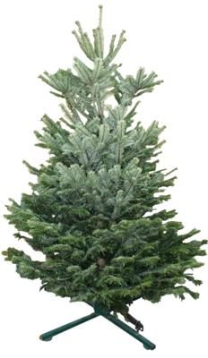 Kerstboom Warentuin Nordman B - kwaliteit Abies Nordmanniana 175 - 200 cm gezaagd Warentuin Natuurlijk - Warentuin natuurlijk