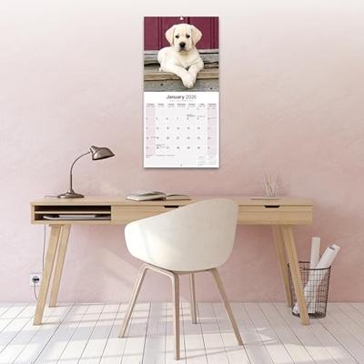 Labrador Retriever Blond Puppies Kalender 2026 Labrador Retriever Blond Puppies Kalender 2026