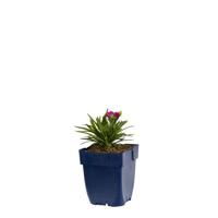 Dianthus Faganza vaste plant Griffioen - Griffioen - thumbnail