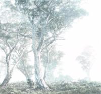 Noordwand Komar Raw Fotobehang Magic Trees - R3-023 - thumbnail