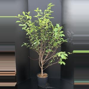 Magnolia struik Soulangeana - 175 - 200 cm - 3 stuks