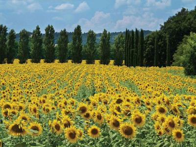 Zonnebloemen Frankrijk 70x50cm Tuinschilderij Customize-it - Customize it