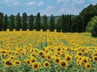 Zonnebloemen Frankrijk 70x50cm Tuinschilderij Customize-it - Customize it - thumbnail