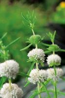 2 stuks! Caltha palustris Alba potmaat P9 Dotterbloem Moerings - Moerings - thumbnail