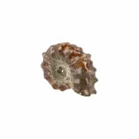 Fossiel Ammoniet 'Tractorwiel' (3-4 cm) - thumbnail