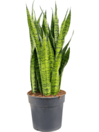Sansevieria zeylanica alapi kamerplant - thumbnail