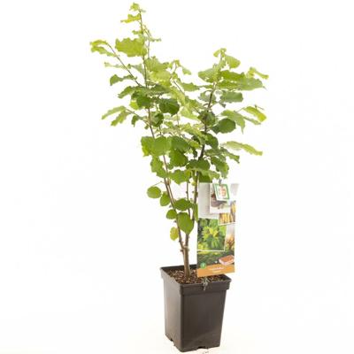 Hazelaar (corylus avellana “Cosford”) notenboom