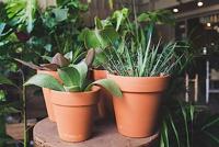 Terraliet bloempot 20x17cm terracotta - thumbnail