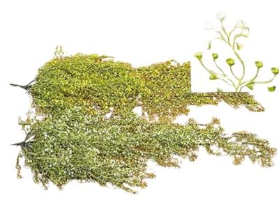 Boltze Home decoratie hangplant groen