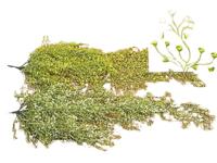 Boltze Home decoratie hangplant groen - thumbnail