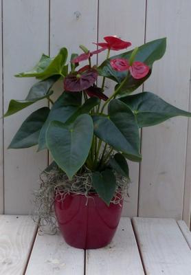 Flamingoplant Anthurium rood in rode pot 40 cm Warentuin Natuurlijk - Warentuin natuurlijk