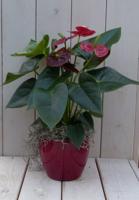 Flamingoplant Anthurium rood in rode pot 40 cm Warentuin Natuurlijk - Warentuin natuurlijk - thumbnail