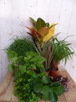Kamerplantenpakket plantenbox circa 6 tot 10 planten Licht Warentuin Natuurlijk - Warentuin natuurlijk - thumbnail