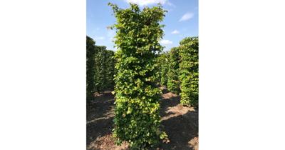 Kant & klaar haag Parrotia persica vanessa blokhaag H250 x B80 x L80 cm Persisch ijzerhout Quickhedge - Quickhedge