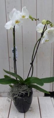 Vlinderorchidee witte 2 stelen in hoge zwarte/antraciete pot 60 cm Warentuin Natuurlijk - Warentuin natuurlijk