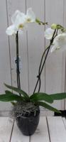 Vlinderorchidee witte 2 stelen in hoge zwarte/antraciete pot 60 cm Warentuin Natuurlijk - Warentuin natuurlijk - thumbnail
