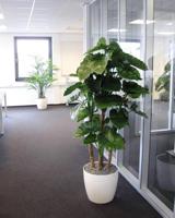 Alocasia Calidora deluxe kunstplant 165cm FR - thumbnail