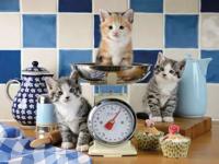 Ravensburger - Puzzel voor volwassenen - Puzzel van 1500 stukjes - Kittens in de keuken - Vanaf 14 jaar - Puzzel van premium kwaliteit - 12001708 - thumbnail