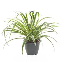 Graslelie hangplant (Chlorophytum Comosum) - P 18 cm - thumbnail